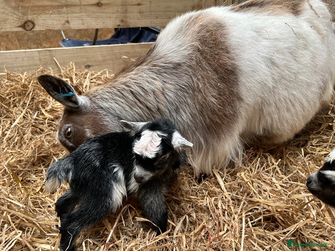 Goats livestock for sale: Pygmy nanny’s disbudded CAE and johnnes tested - Image 9