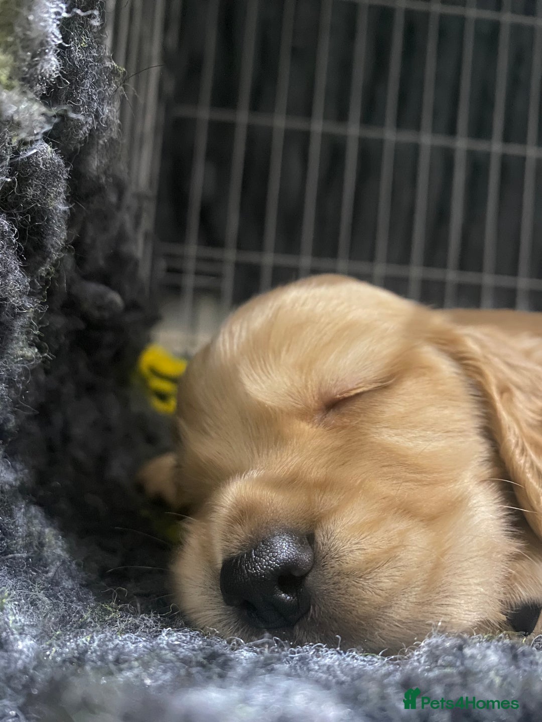 Cocker Spaniel dogs for sale: Superb Quality Royal KC Cocker Spaniel Puppies - Advert 5