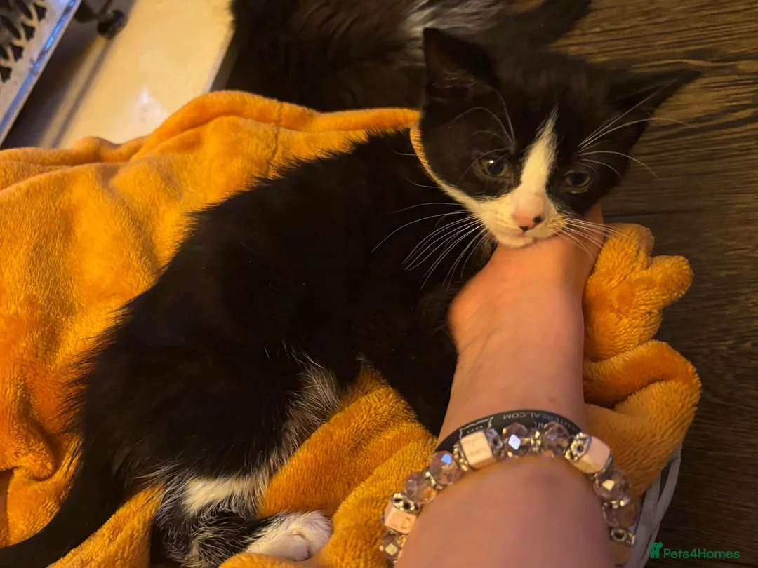 Mixed Breed cats for sale: Beautiful super fluffy mixed breed kittens - Advert 20