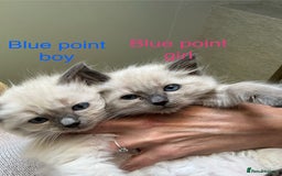 Ragdoll cats for sale: Ragdoll Kittens Ready Now. Mink - Image 1