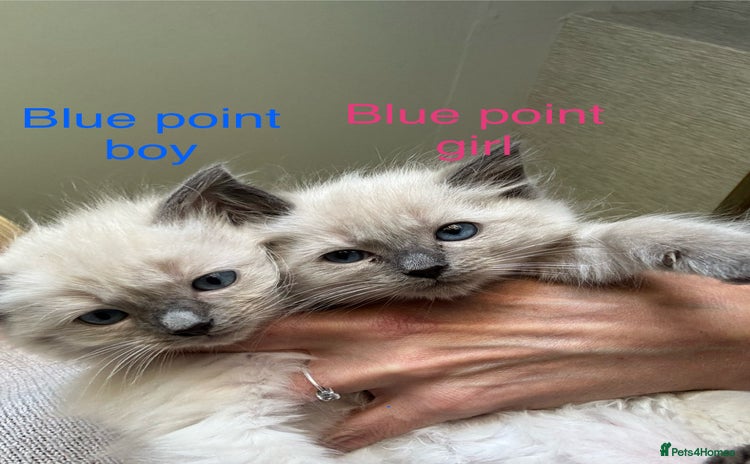 Ragdoll cats - Advert 6