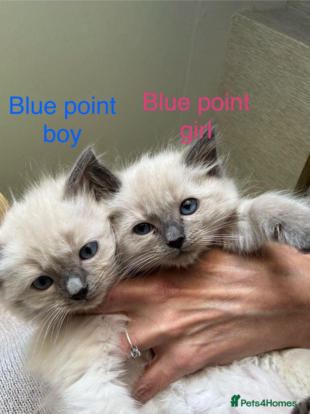 Ragdoll cats for sale: Ragdoll Kittens Ready Now. Mink - Image 1