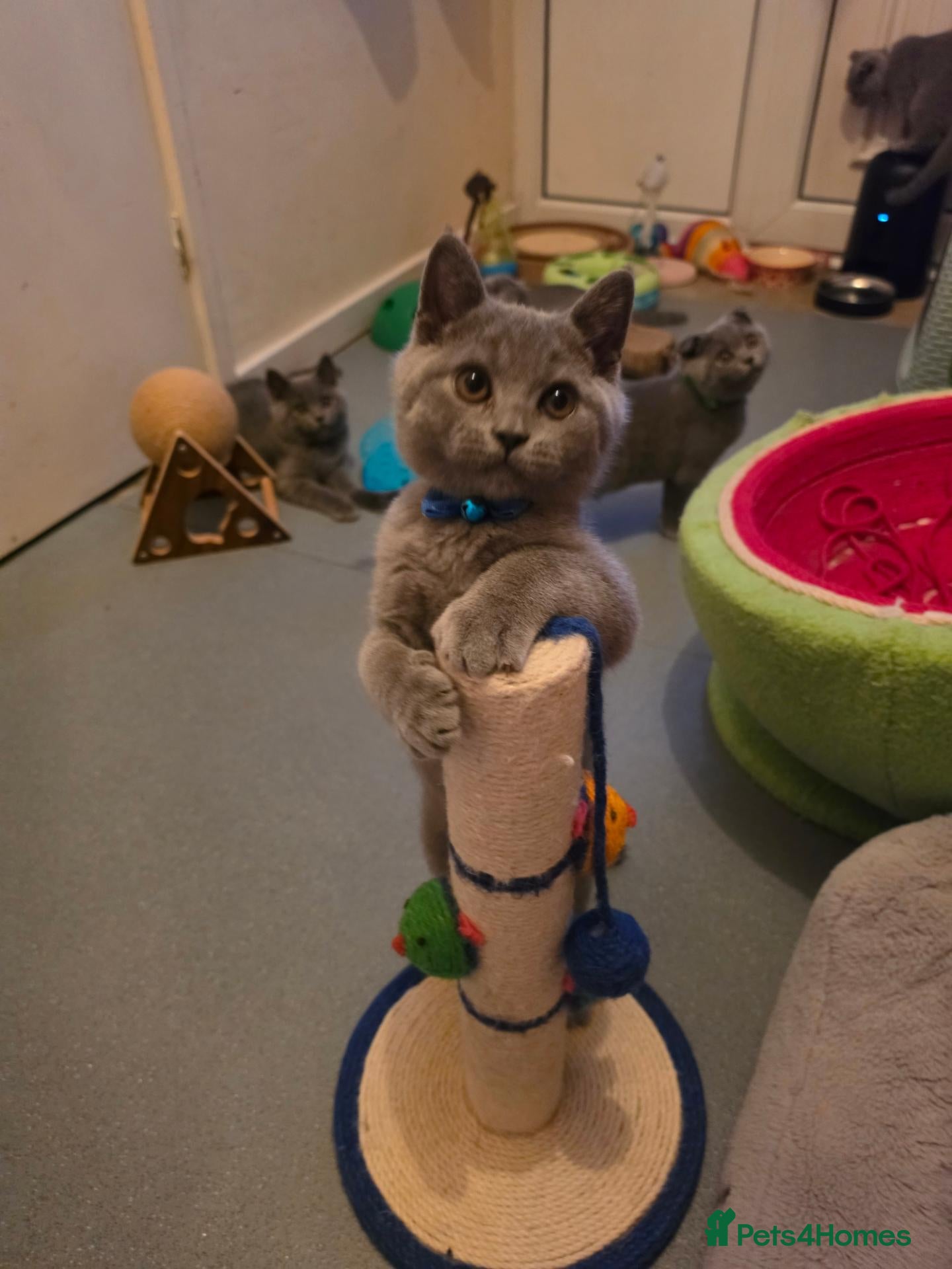 British Shorthair cats 2 straight ear boys and 4 fold girls,fluffy 🐾🐈‍⬛ - Advert 4