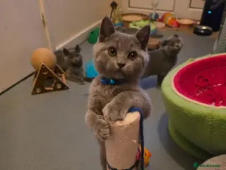 British Shorthair cats 2 straight ear boys and 4 fold girls,fluffy 🐾🐈⬛ - Advert 4