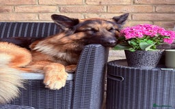 German Shepherd dogs for stud: German Shepard for STUD - Image 4