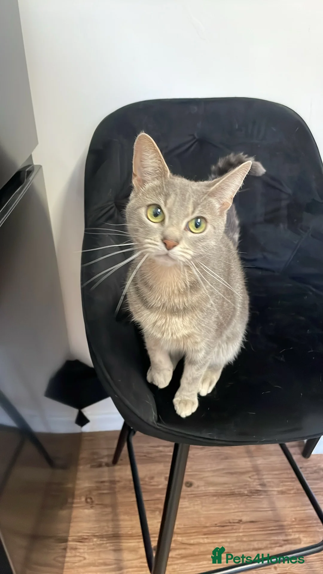 Bengal cats for sale: Rosie  - Advert 1