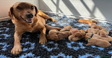 Labrador Retriever dogs - Advert 16