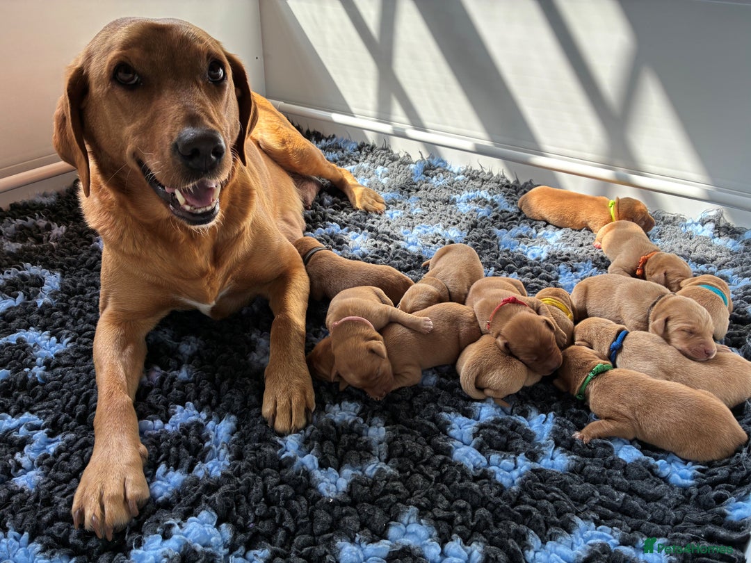 Labrador Retriever dogs for sale: Fox Red Labrador Pups, Health tested parents - Image 2