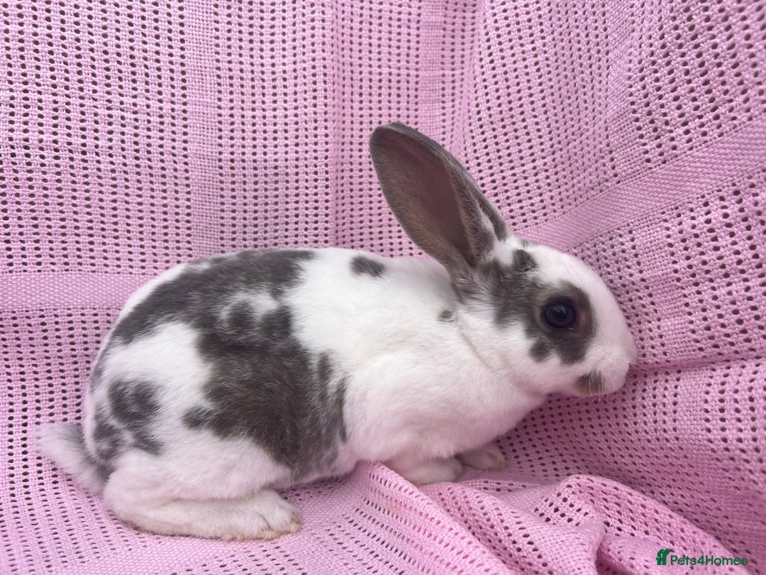 Rex rabbits for sale: Adult and babies  - Image 1