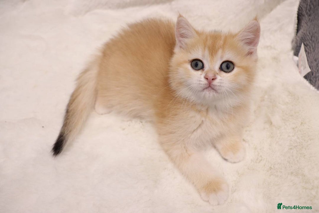 British Shorthair cats for sale: Champion Bloodlines BSH kittens  - Image 19
