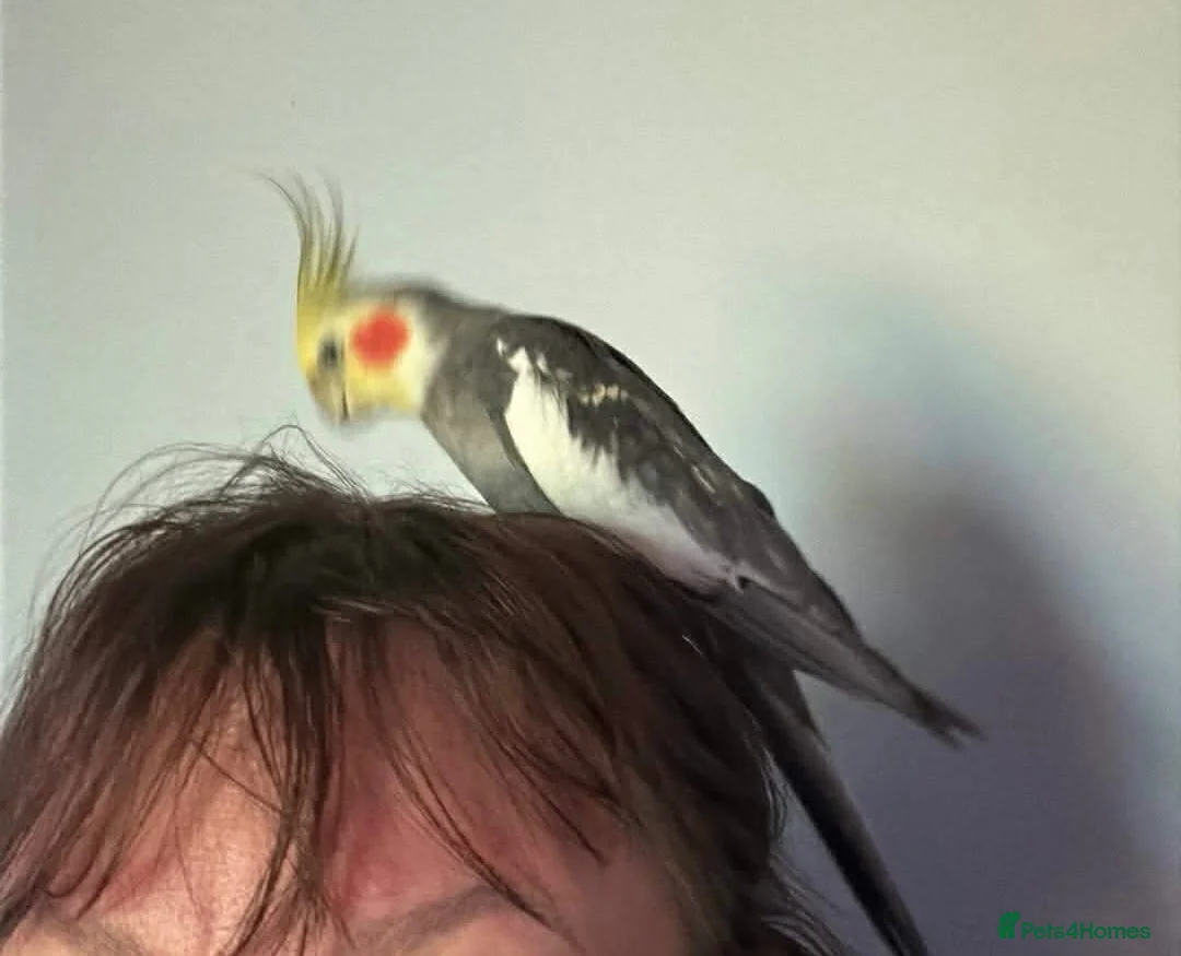 Cockatiels birds for sale: 4 cockatiels in Chesterfield - Advert 5