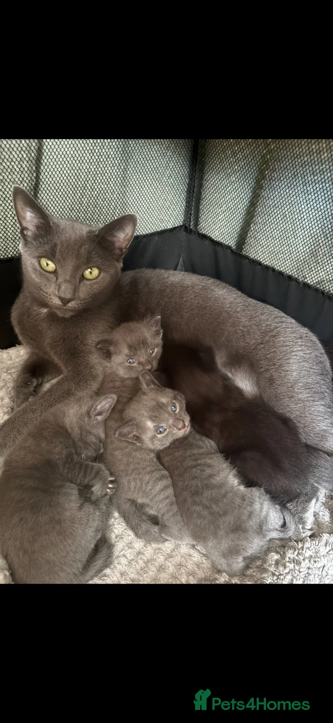 Mixed Breed cats for sale: Kittens for sale  - Advert 1