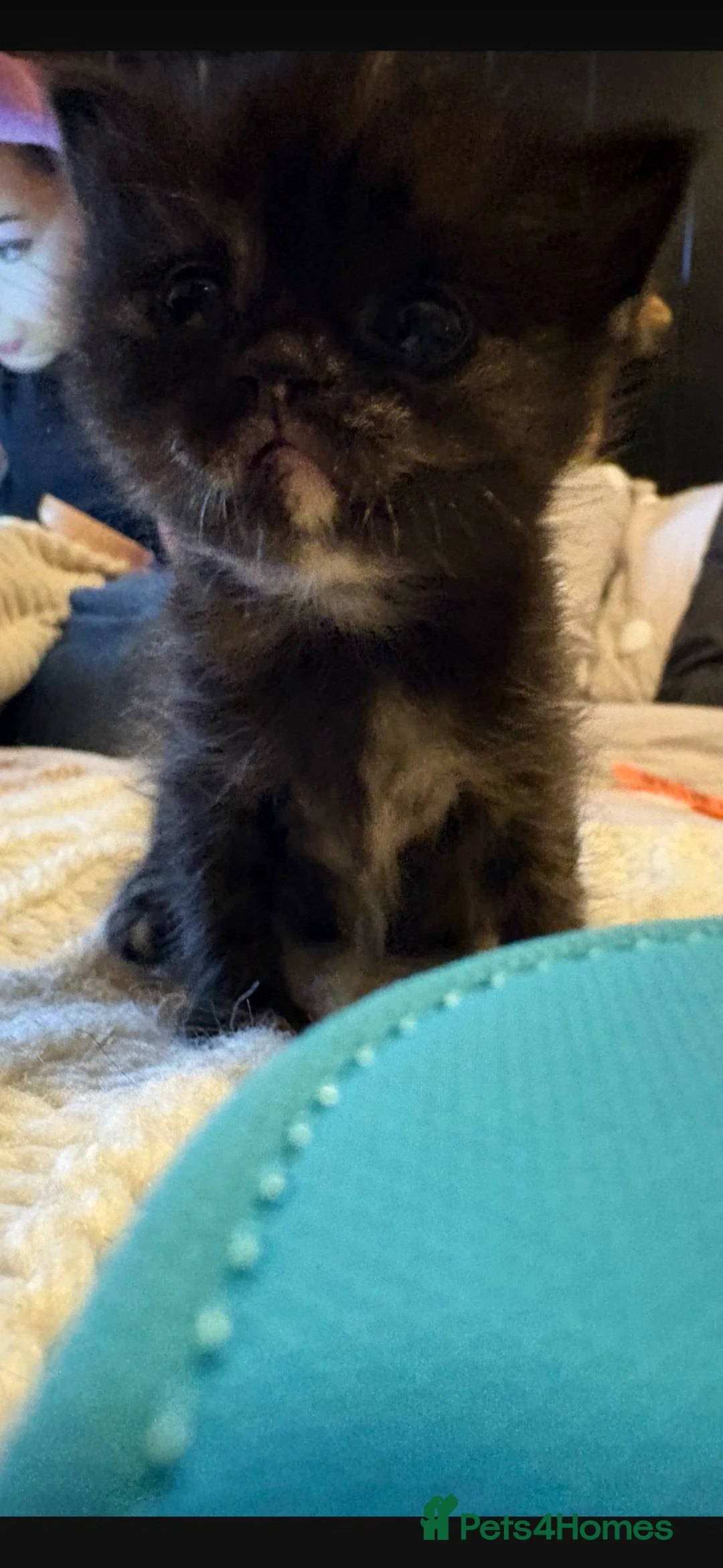 Mixed Breed cats for sale: Kittens in Canterbury - Advert 2
