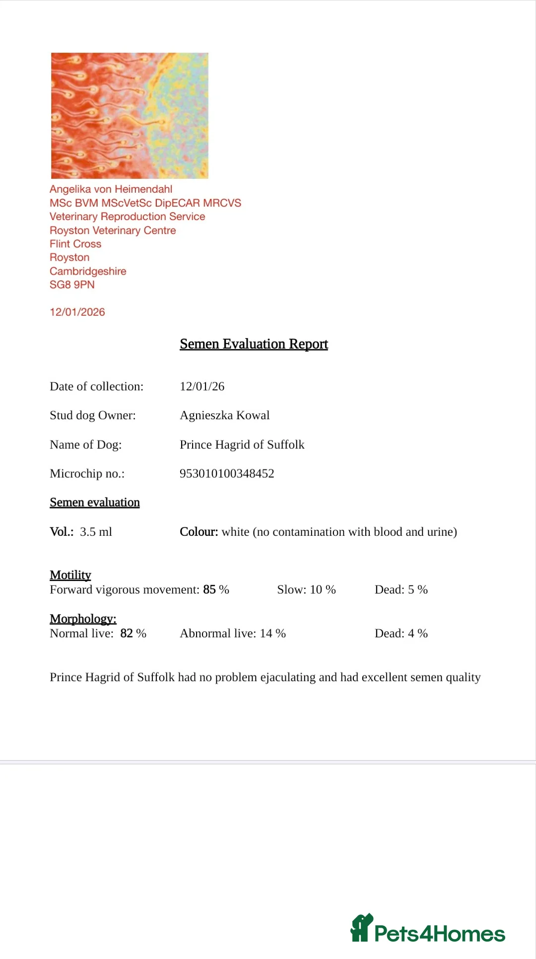 Bernese Mountain Dog dogs for stud: Stud Dog - Bernese Mountain (KC registered) in Ipswich - Advert 7