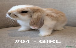 Mini Lop rabbits for sale: Exceptional Mini-Lops. Collect from: 13th October - Image 12