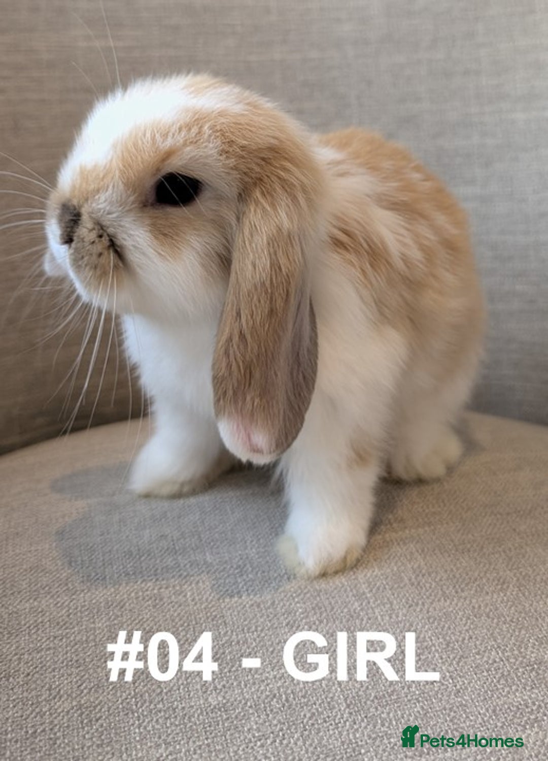 Mini Lop rabbits for sale: Exceptional Mini-Lops. Collect from: 13th October - Image 12