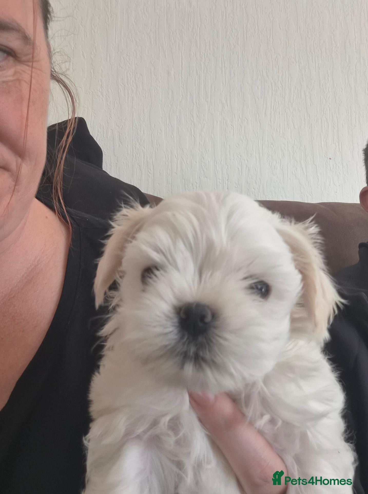 Malshi dogs 2 male malshi pups - Advert 4