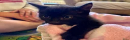 Domestic Shorthair cats for sale: Beautiful kittens for sale - Advert 5