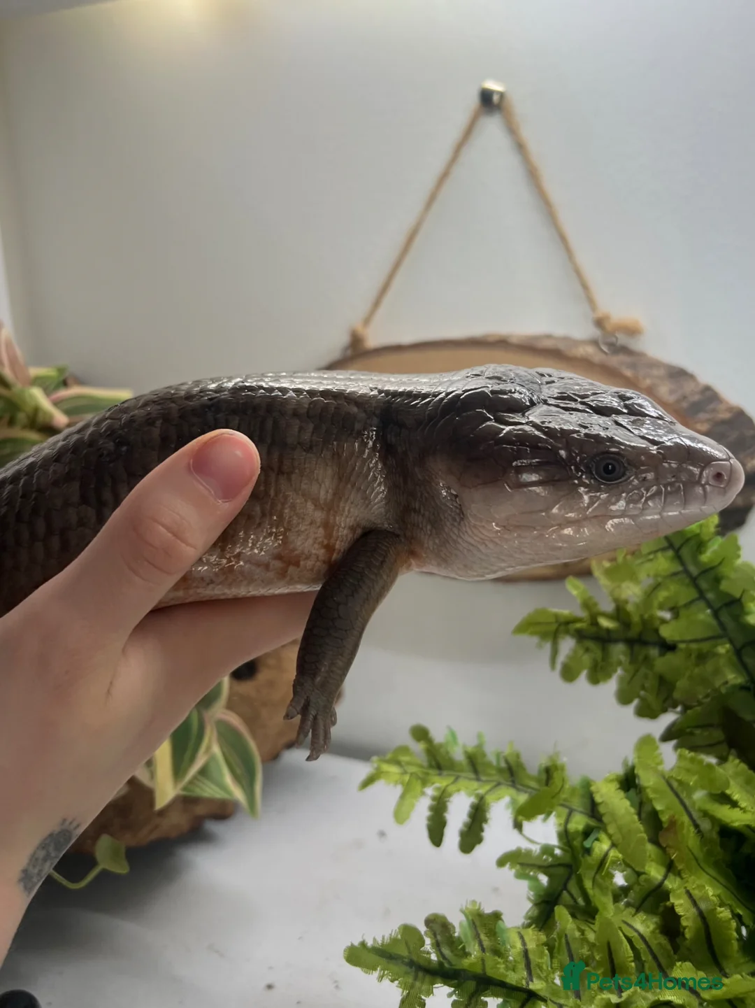 Skink reptiles for sale: Irian Jaya blue tongue skink  - Advert 2