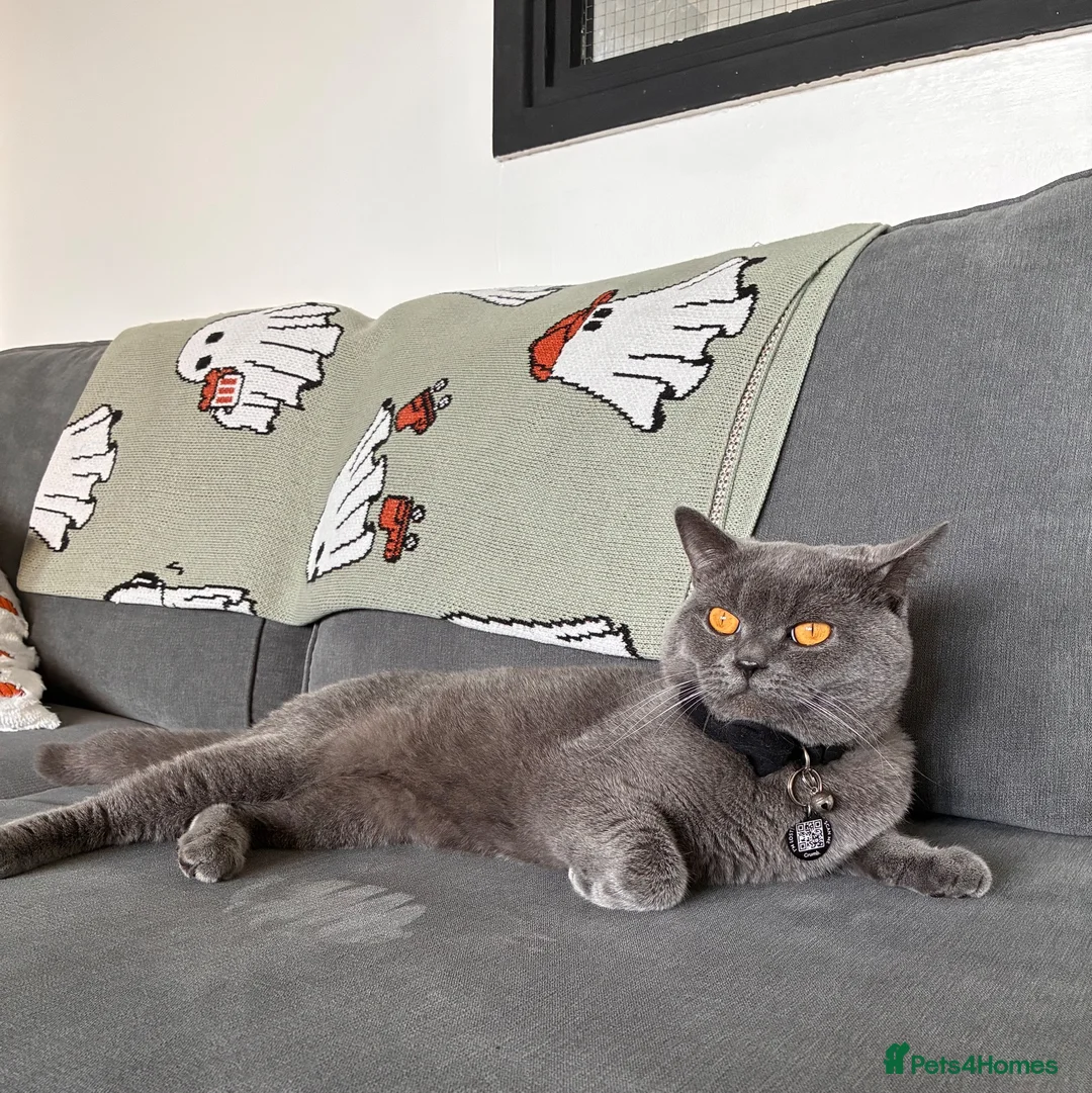 British Shorthair cats for sale: British shorthair - Advert 2