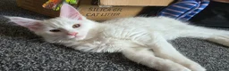 Maine Coon cats for sale: Maine coon Blue eyes + Long Hair - Advert 25