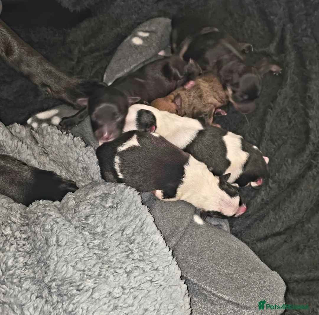 Mixed Breed dogs for sale: 5 collie x whippet puppies  - Advert 2