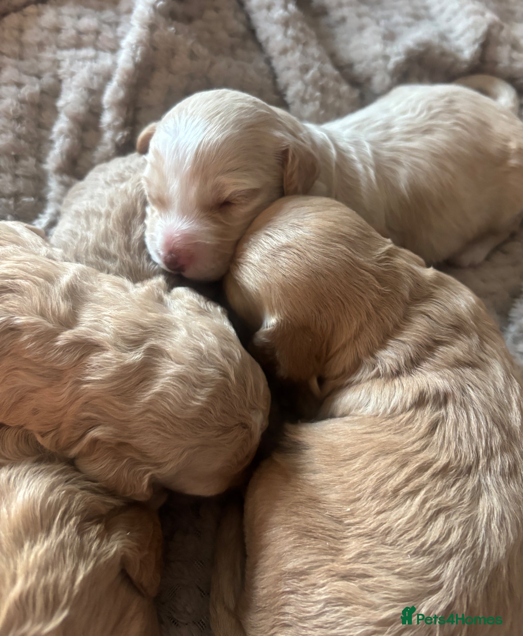 Cockapoo dogs Gorgeous f1b puppies  - Advert 3