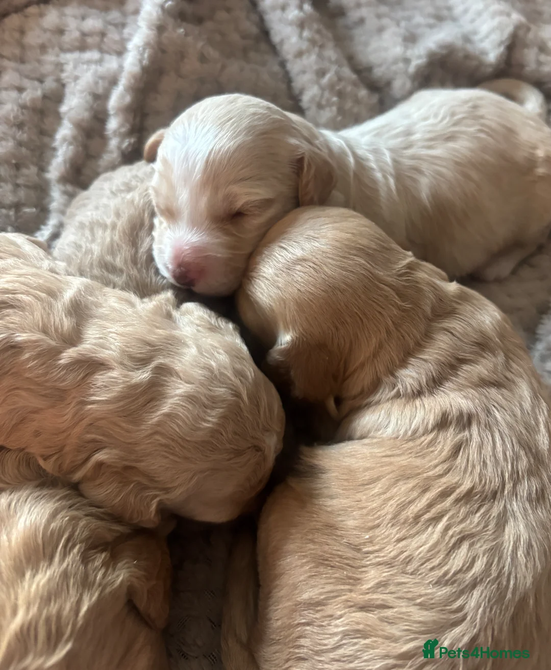 Cockapoo dogs for sale: Gorgeous f1b puppies  in Falkirk - Advert 1