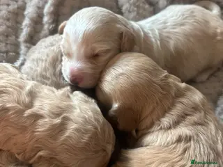 Cockapoo dogs Gorgeous f1b puppies - Advert 3