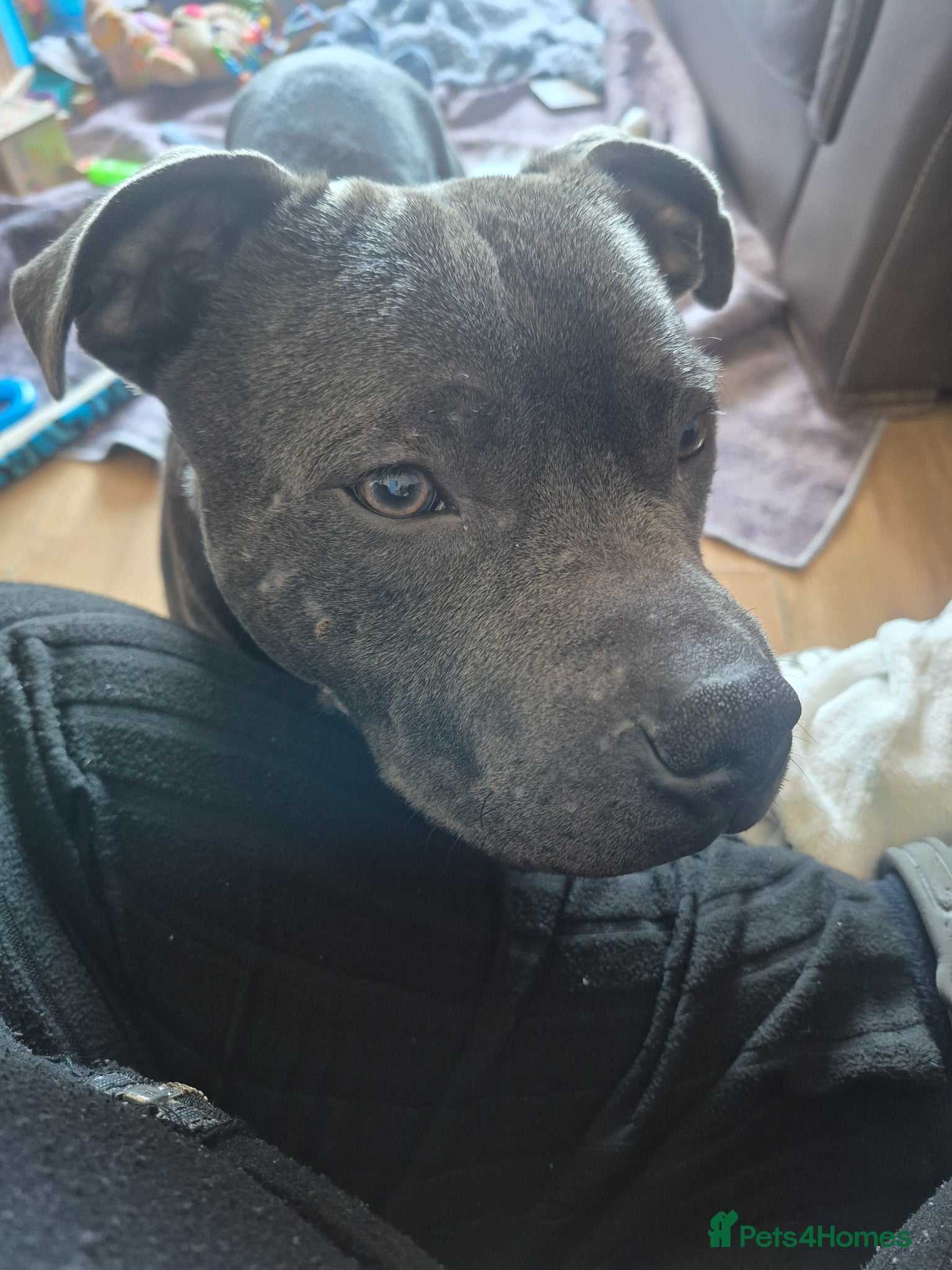 Staffordshire Bull Terrier dogs Male blue staffordshire bull terrier - Advert 4