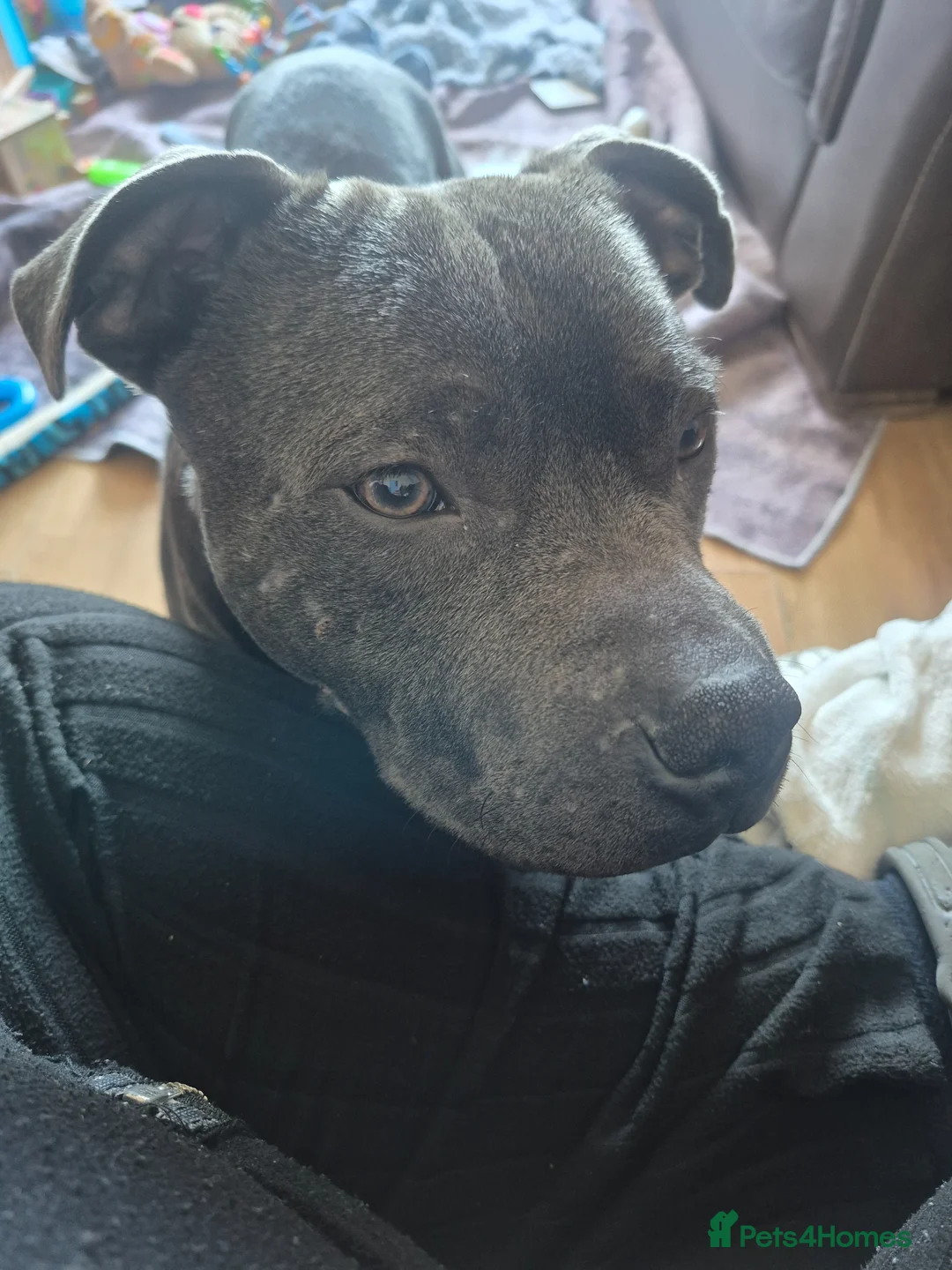 Staffordshire Bull Terrier dogs for sale: Male blue staffordshire bull terrier in Durham - Advert 1