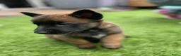 Belgian Shepherd Dog dogs for stud: The one and only Rex in London - Advert 21