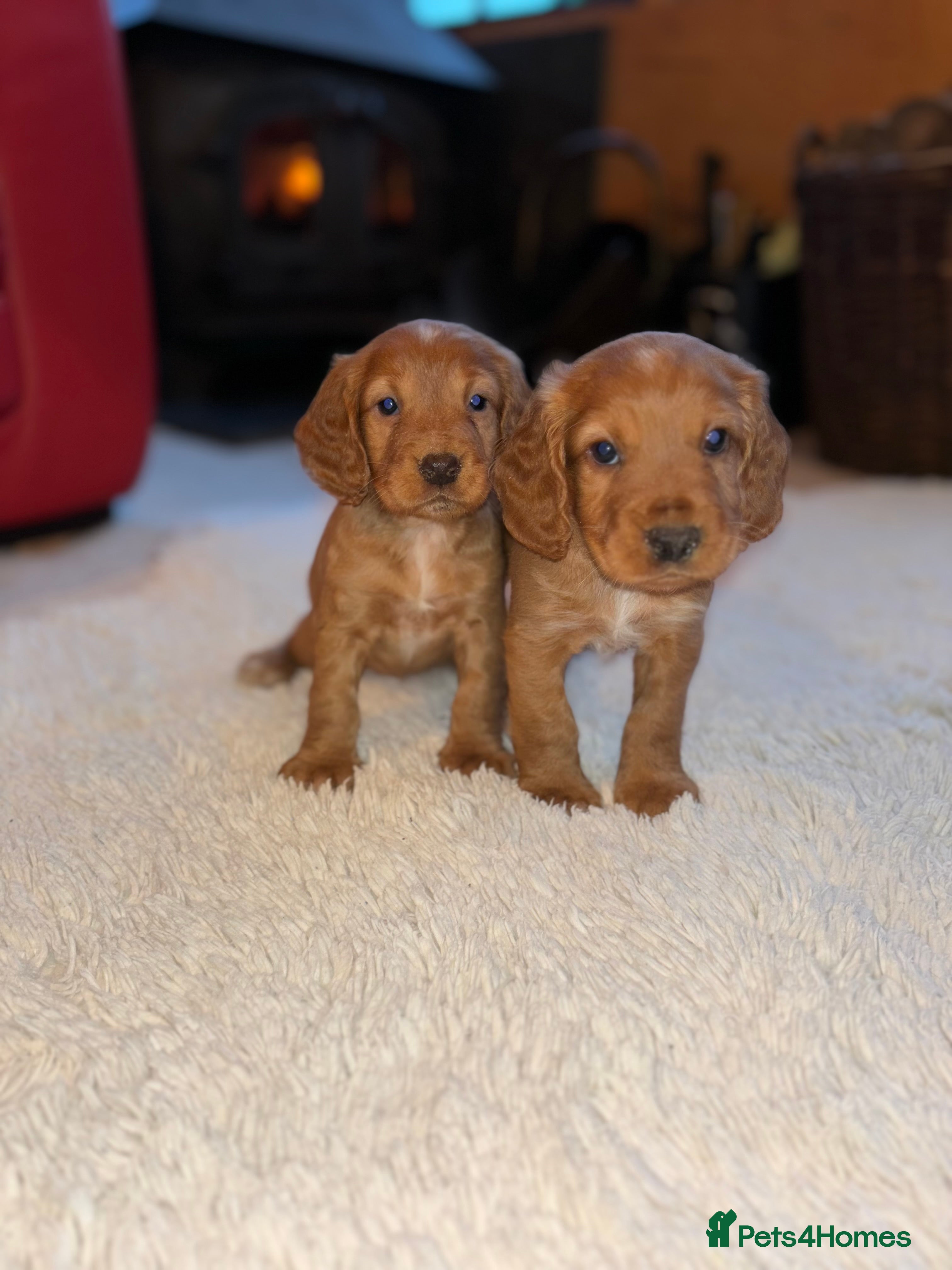 Cocker Spaniel dogs Cocker spaniel puppy’s  - Advert 14