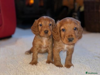 Cocker Spaniel dogs Cocker spaniel puppy’s - Advert 3