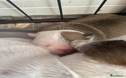 English Bulldog dogs for sale: 4 KC English Bulldog Puppies  - Image 9
