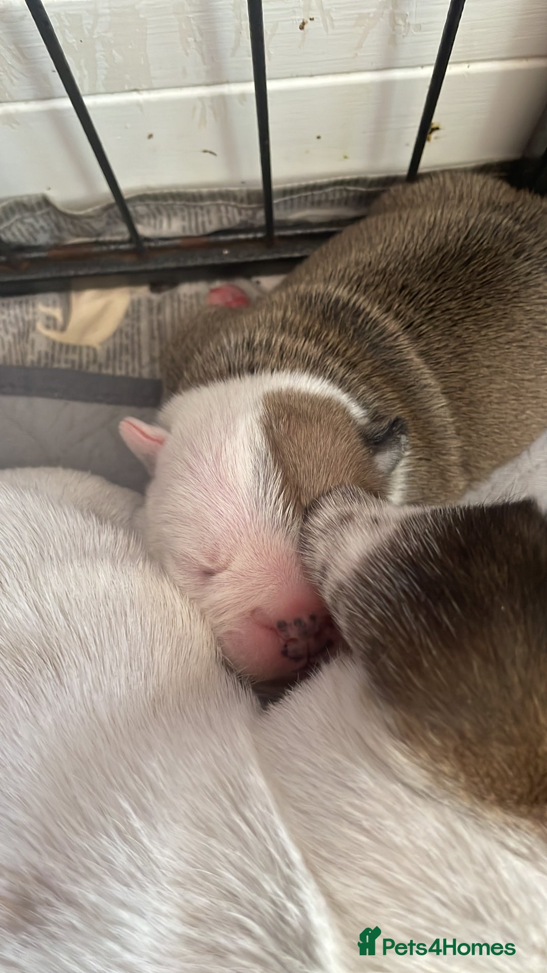 English Bulldog dogs for sale: 4 KC English Bulldog Puppies  - Image 9