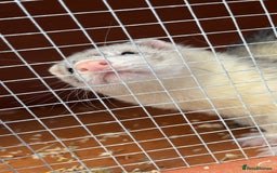 Ferret rodents for sale: Silver back hob - Image 1