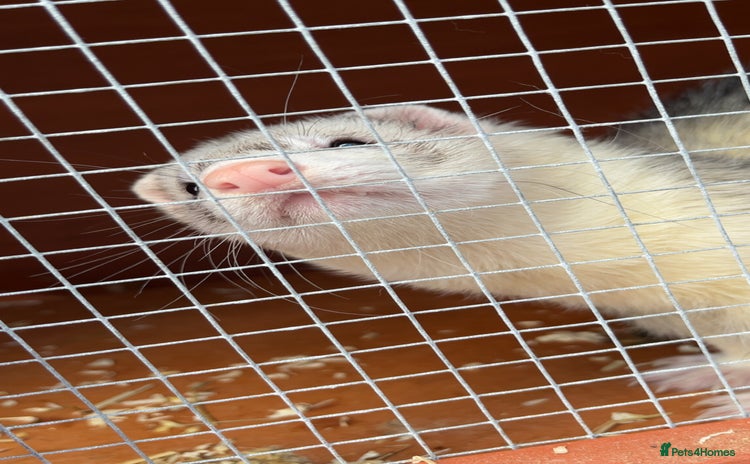 Ferret rodents - Advert 4
