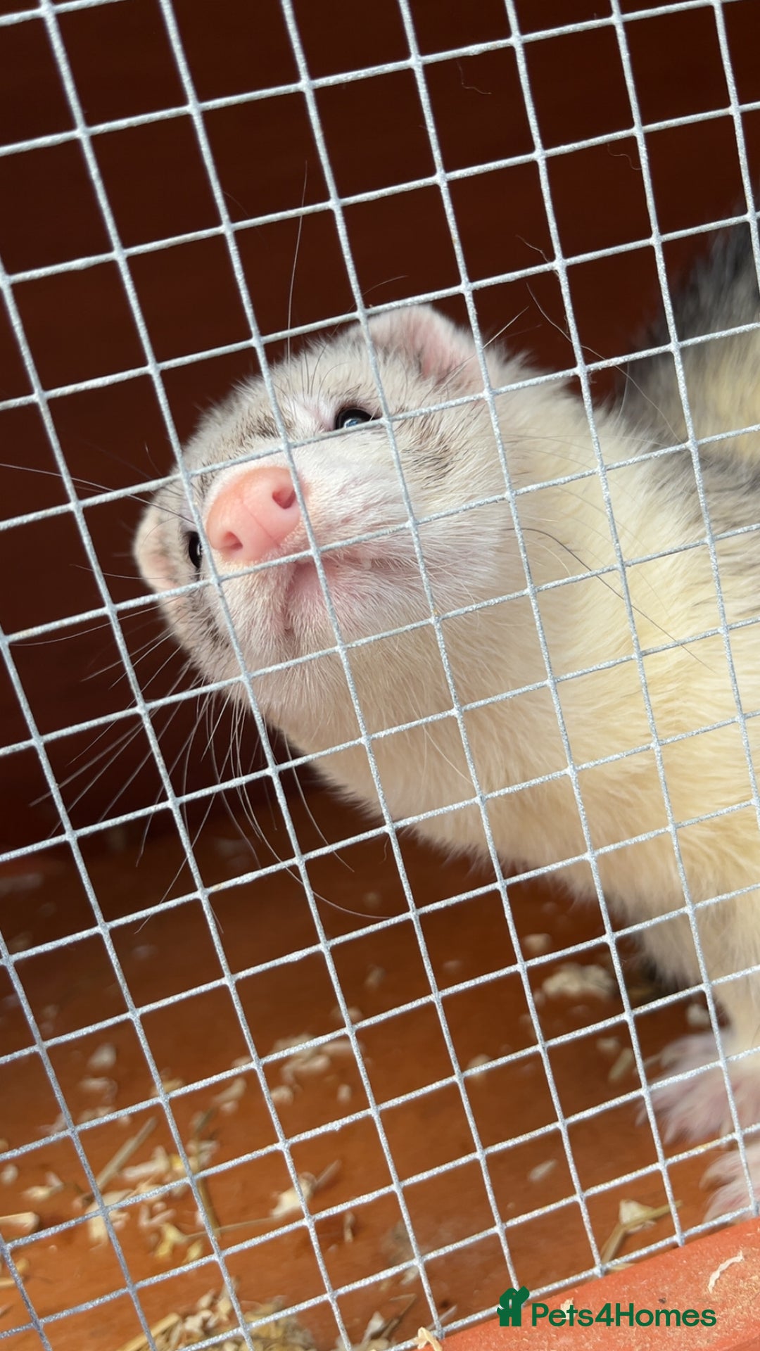 Ferret rodents for sale: Silver back hob - Image 1