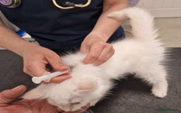 Ragdoll cats for sale: beautiful Ragdool ready for new parents - Image 12