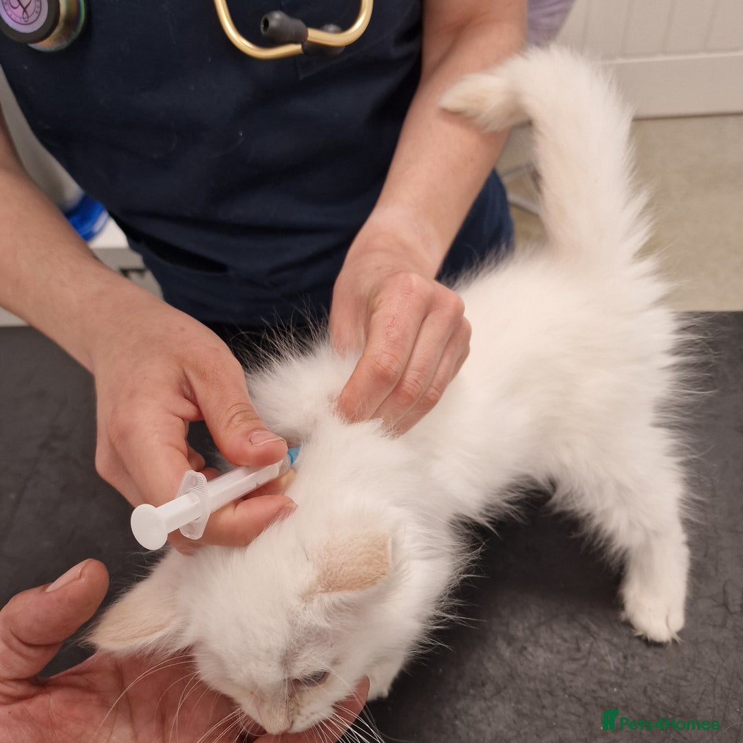 Ragdoll cats for sale: beautiful Ragdool ready for new parents - Image 12
