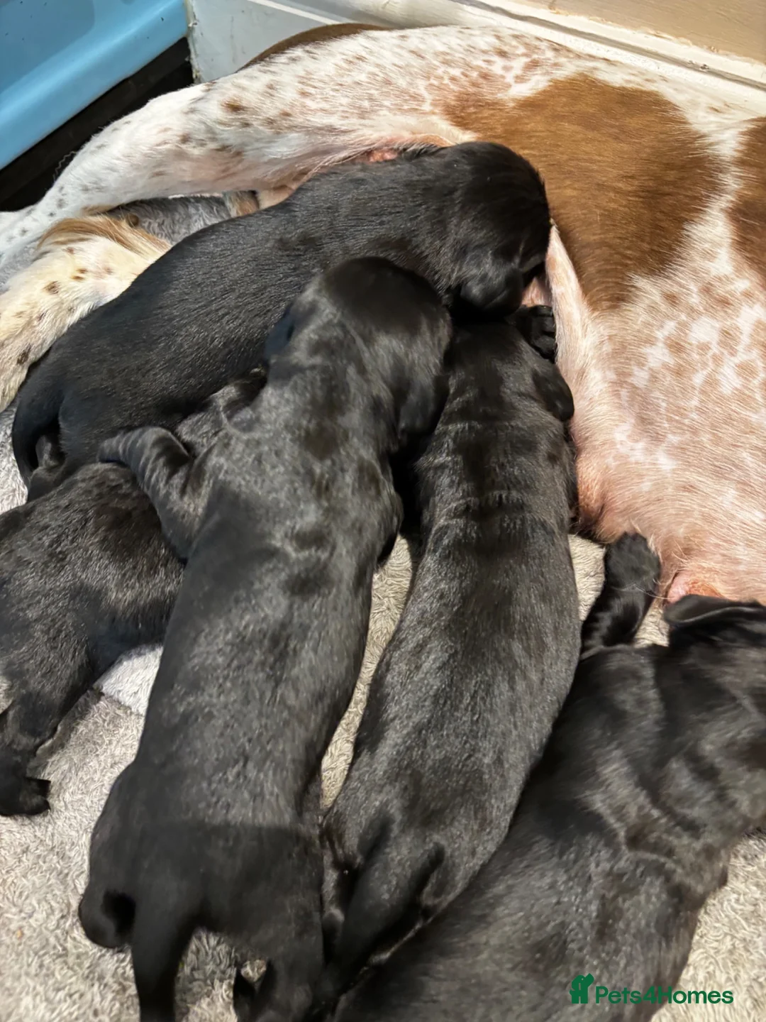 Springador dogs for sale: Springador puppies  - Advert 1