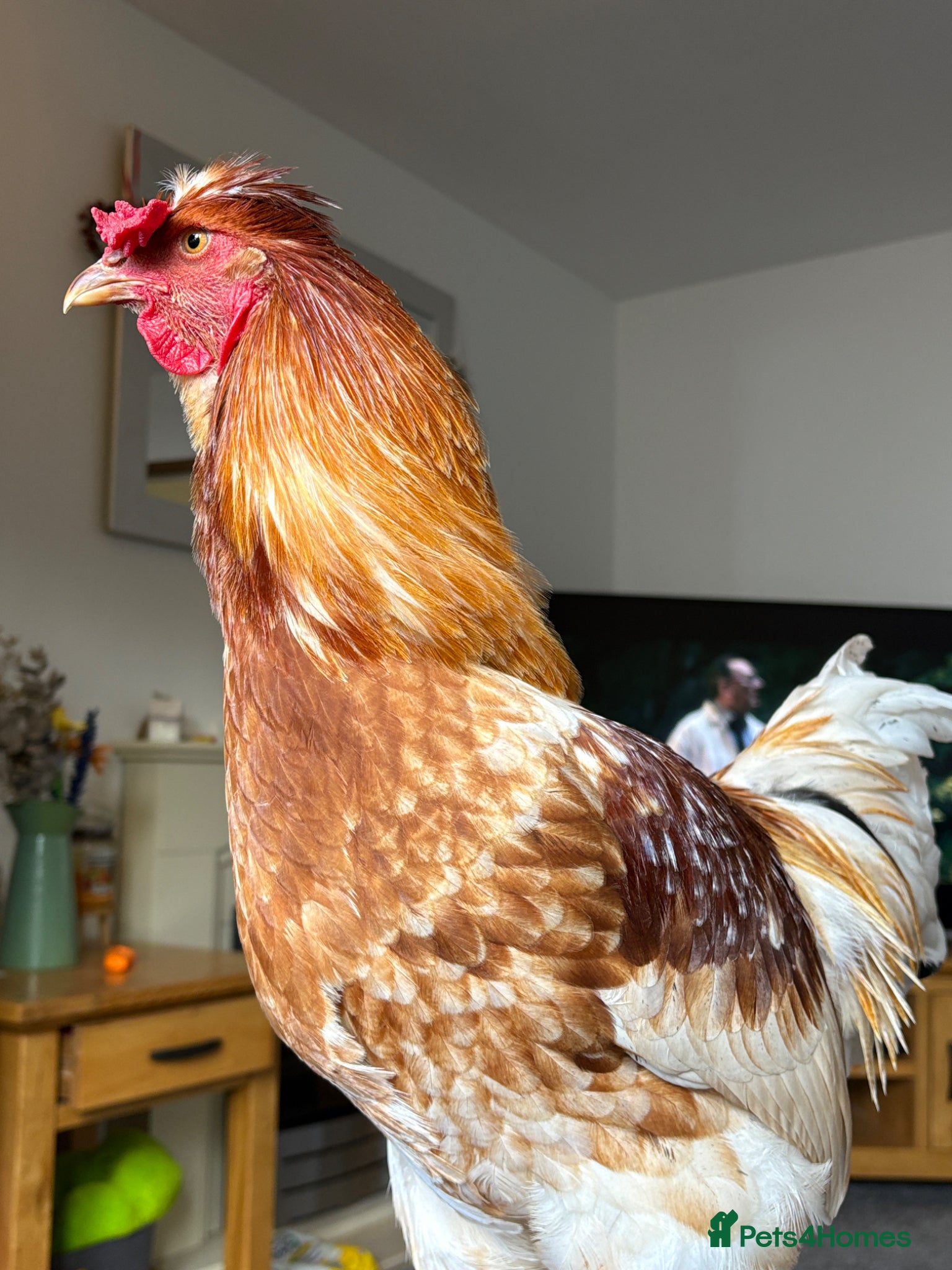 Chickens poultry friendly rooster  - Advert 1