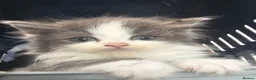 Persian cats for sale: Lovley half perian  - Advert 2