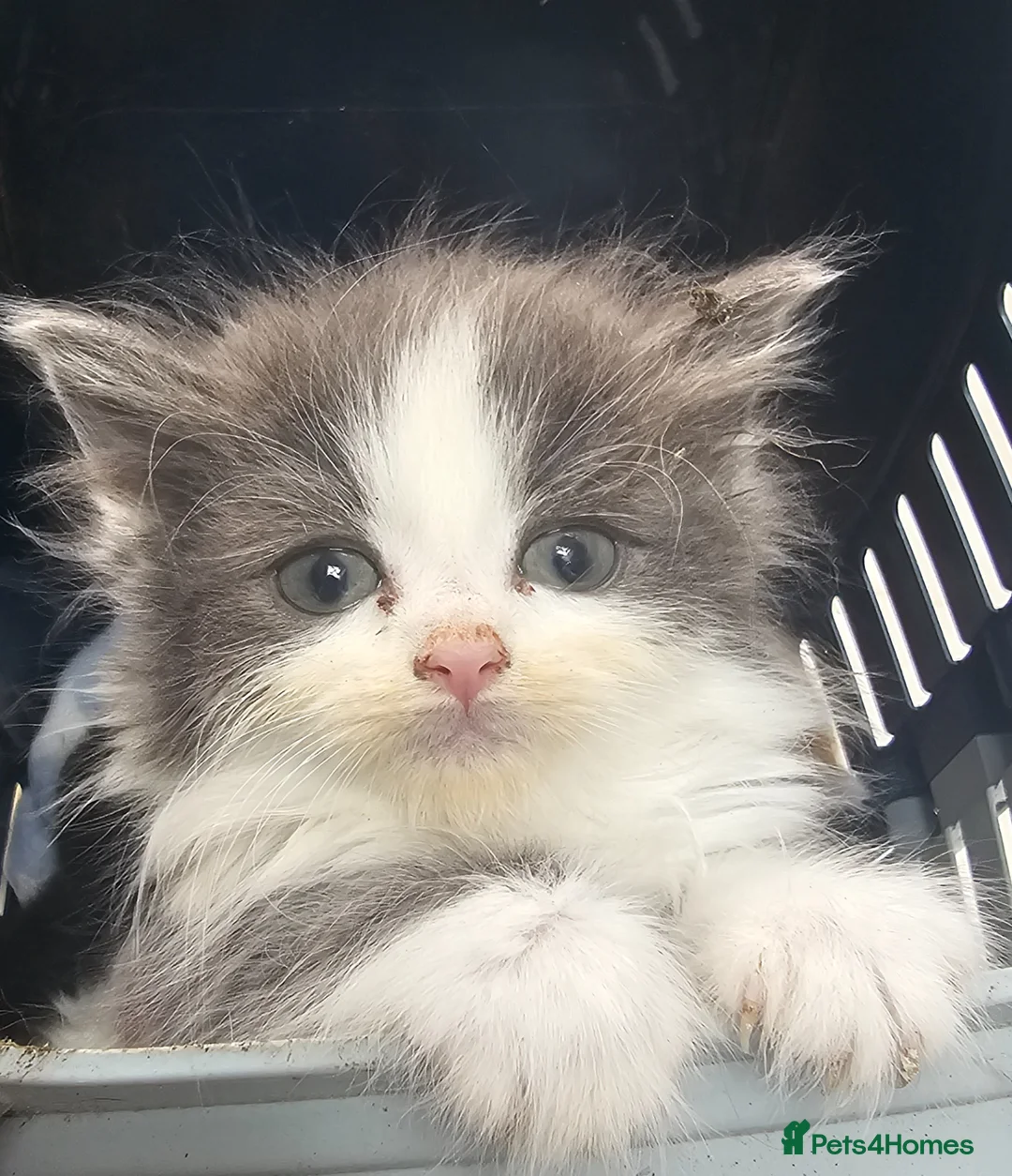 Persian cats for sale: Lovley half perian  - Advert 2