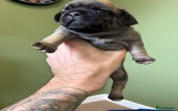 Puggle dogs for sale: Puggle Puppies – Basildon – Ready 12th Dec! - Image 5