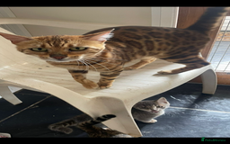 Bengal cats for sale: Bengal kittens - Image 15