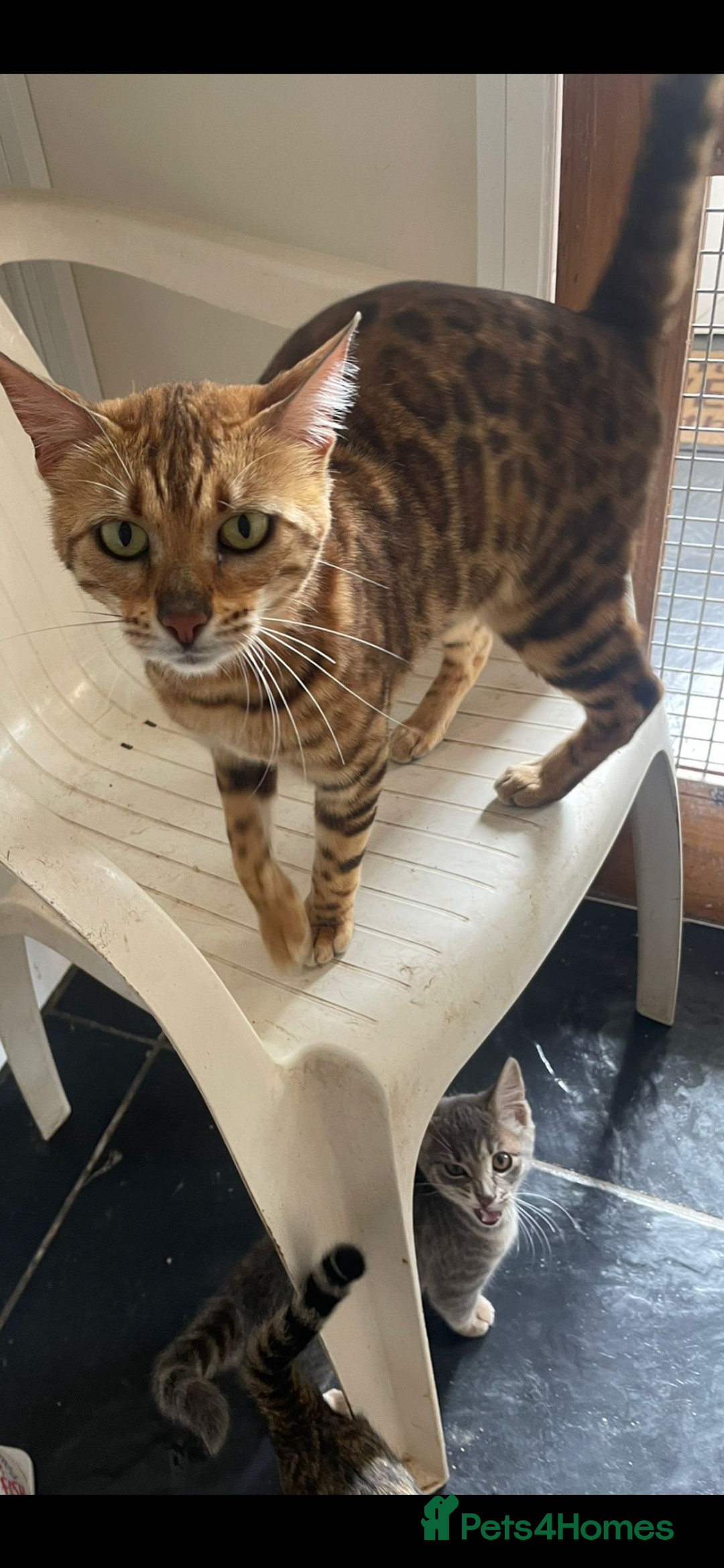 Bengal cats for sale: Bengal kittens - Image 15