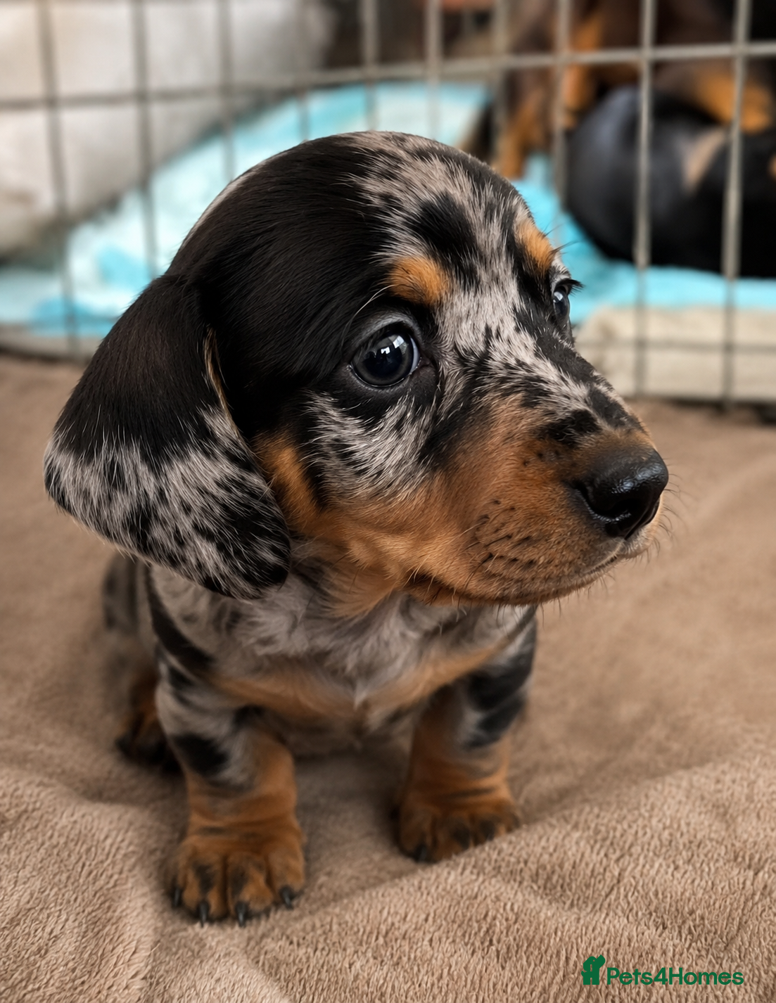 Miniature Dachshund dogs Miniature dashund for sale.  - Advert 16
