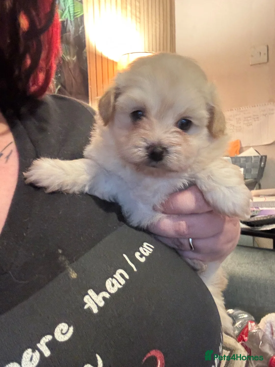 Mixed Breed dogs for sale: Cute Shichon x Chihuahua Puppies Available - Advert 2